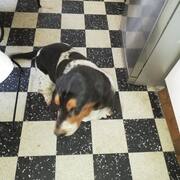 Accessoires pour animaux de chiens