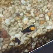 Accessoires pour animaux escargots d'aquarium