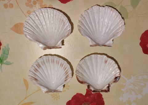 Divers coquilles