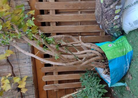 Jardinage souche de Bougainvilliers