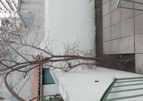 Jardinage arbre (prunier d après ce qu on m a dit)