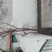 Jardinage arbre (prunier d après ce qu on m a dit)