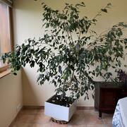 Jardinage un grand ficus en pot