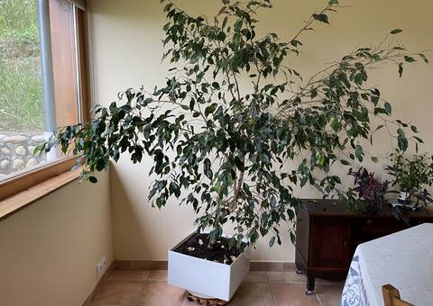 Jardinage un grand ficus en pot