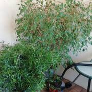 Jardinage 2 plantes + supports roulettes