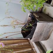 Jardinage pot en bois