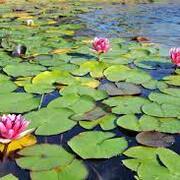 Jardinage nénuphars pour un bassin