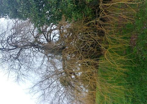 Jardinage arbre pour bois de chauffage