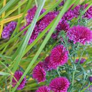 Jardinage lippia Nodiflora et autres plantes