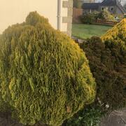 Jardinage 4 arbustes