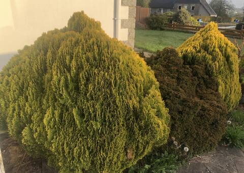 Jardinage 4 arbustes