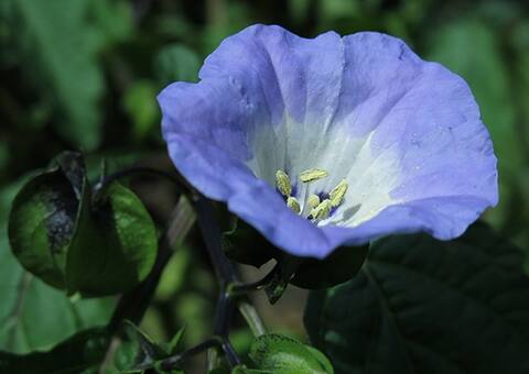 Jardinage graines de Nicandre Bleues