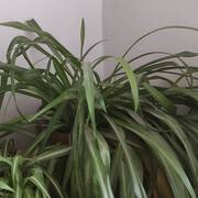 Jardinage plantes vertes d'intérieur