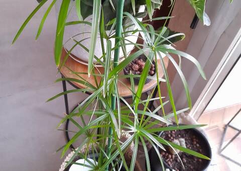 Jardinage plantes cause déménagement
