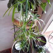 Jardinage plantes cause déménagement