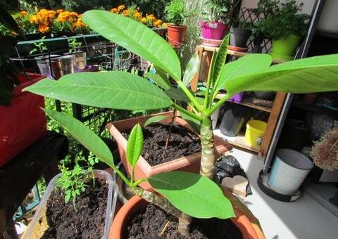 Jardinage frangipanier
