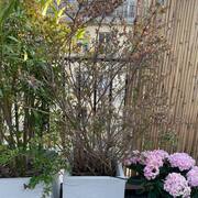 Jardinage bac avec grand abelia (floraison été)