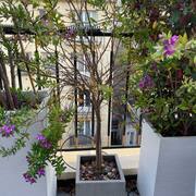 Jardinage bac avec Polygala