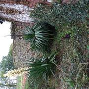 Jardinage yucas