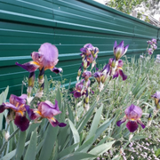 Jardinage iris violets