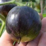 Jardinage donnons 10 sachets de graines potagères ou florales