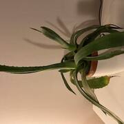 Jardinage aloe Vera