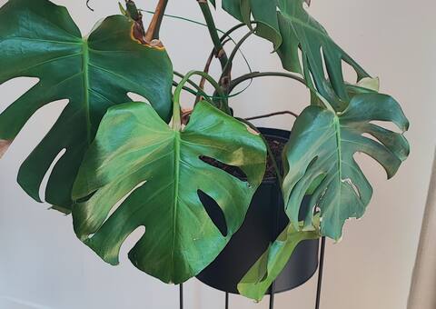 Jardinage plante Monstera