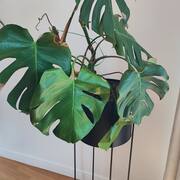 Jardinage plante Monstera