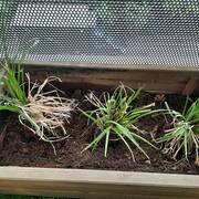 Jardinage 3 plants herbes de la pampa (jeunes)