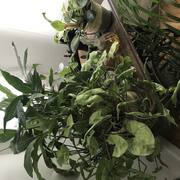 Jardinage plantes