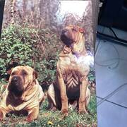 Livres-Revues collection « mon compagnon le chien »